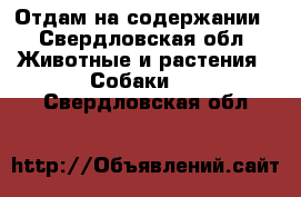 Отдам на содержании - Свердловская обл. Животные и растения » Собаки   . Свердловская обл.